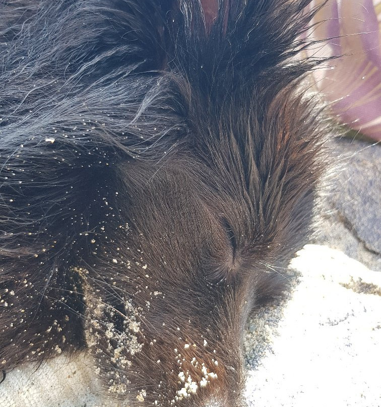 Mortelliccio Spiaggia Libera per Cani-皮翁比诺必去景点