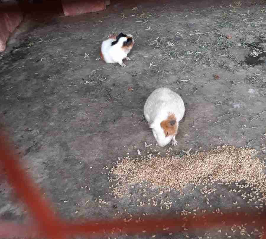 Wonder Land (Kajal Dighi)-Digha必去景点