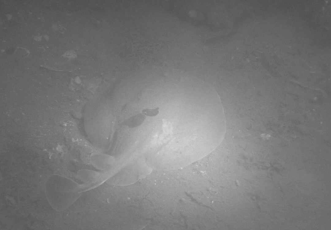 M Plongée-Marseillan Plage必去景点