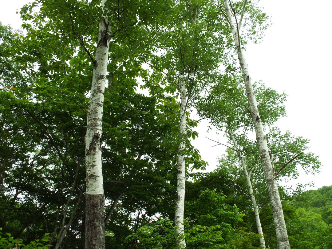 Yanohara Wetlands-昭和村必去景点
