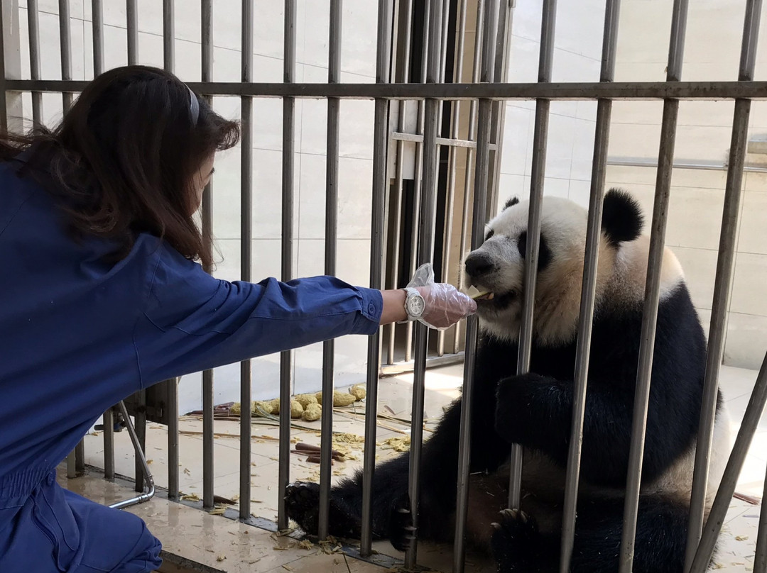 卧龙中华大熊猫苑神树坪基地景点图片