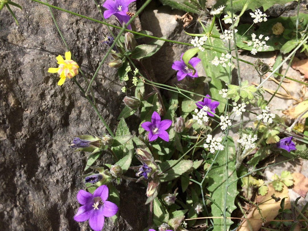 Imbros Gorge with Elena Tours景点图片