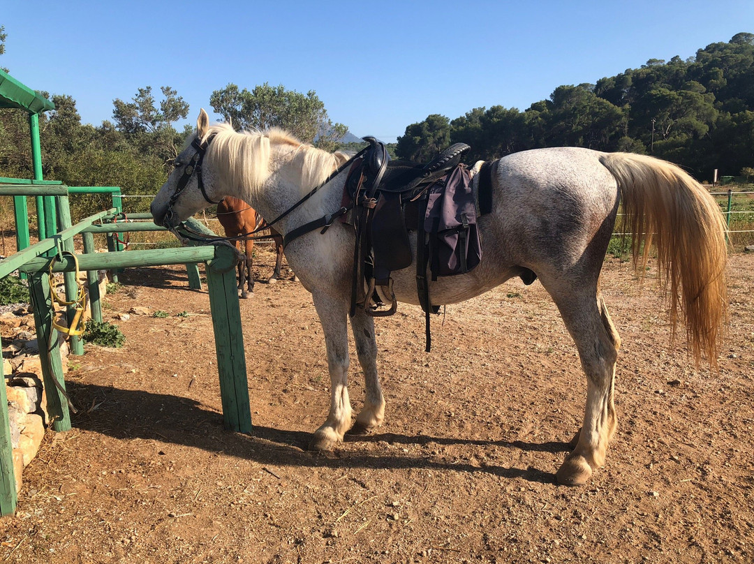 Horse Riding Aponisos景点图片
