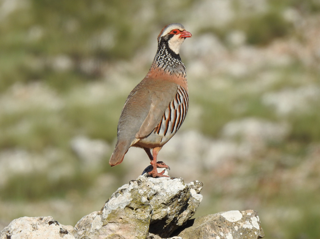 Granada Wildlife-格拉纳达必去景点