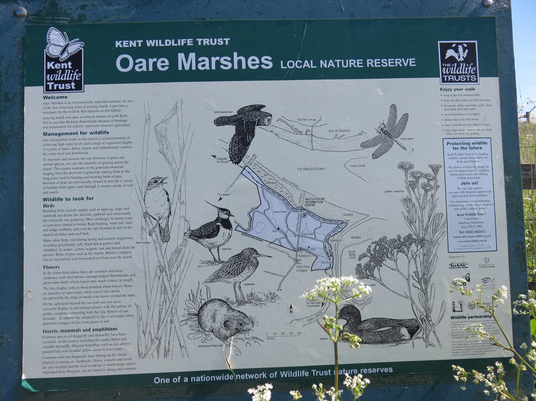 Oare Marshes Nature Reserve景点图片