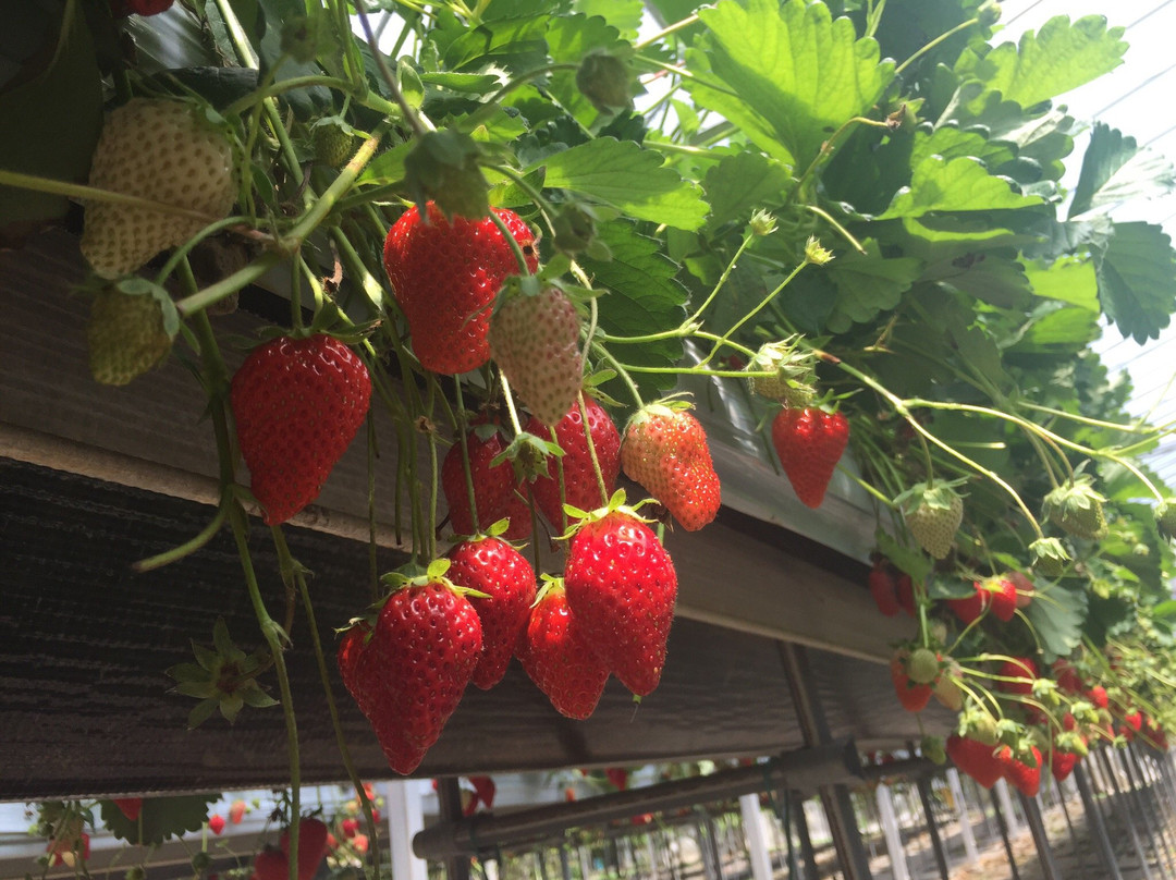 Watanabe Strawberry Farm-君津市必去景点