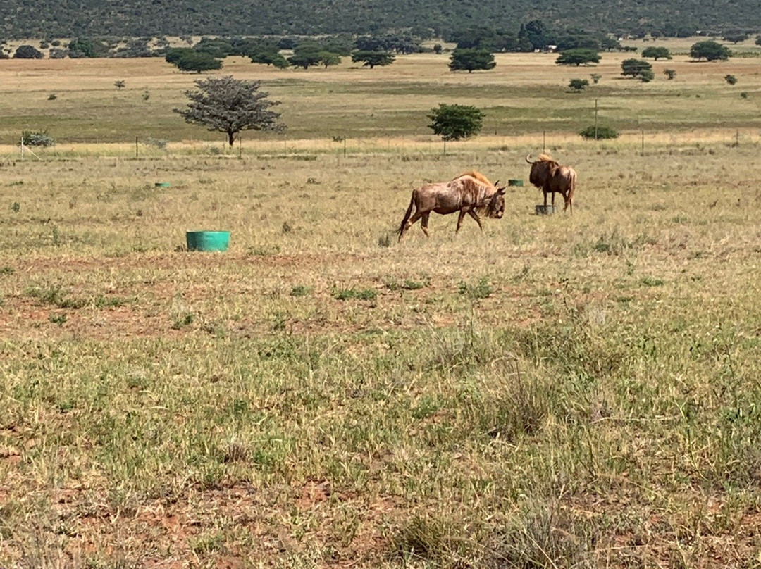 Thaba Pitsi Safari Lodge主图