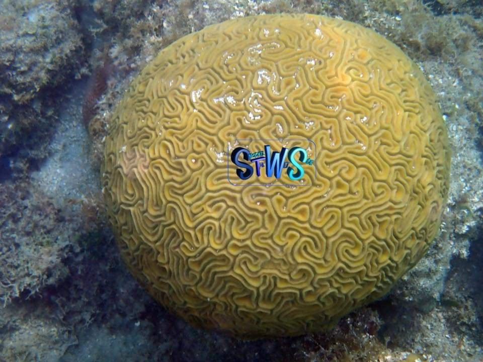 Snorkel the WetSide-夏洛特阿马利亚必去景点