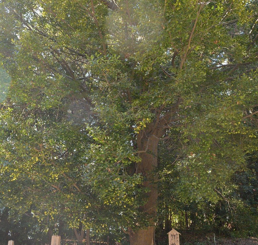 Ugata Shrine-志摩市必去景点