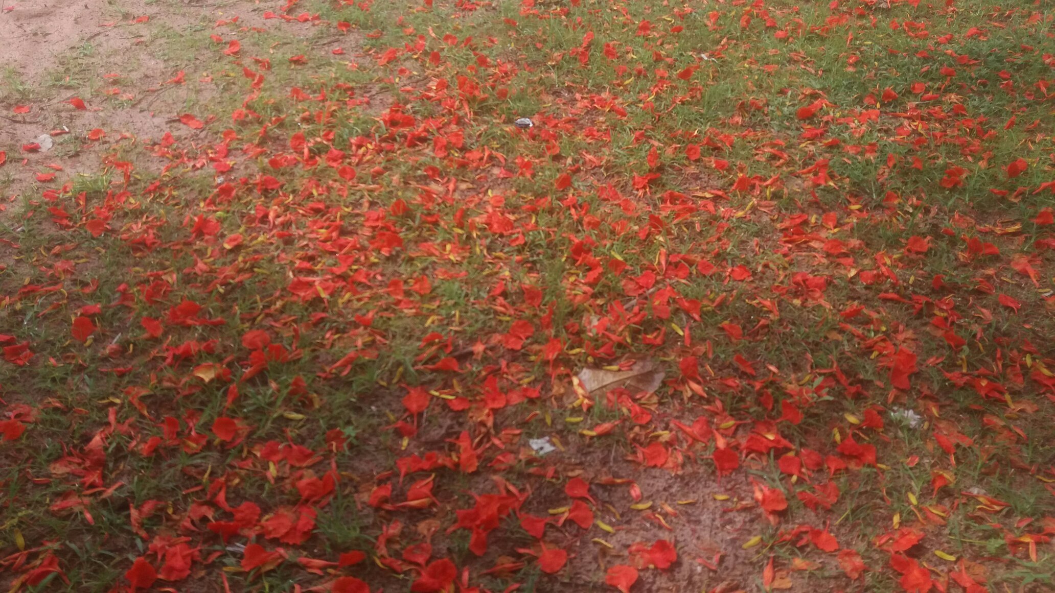 Pousada dos Guaras-官方