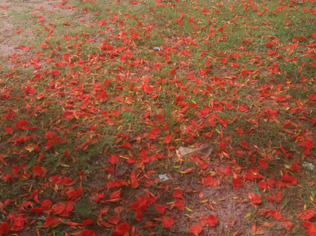 Pousada dos Guaras主图