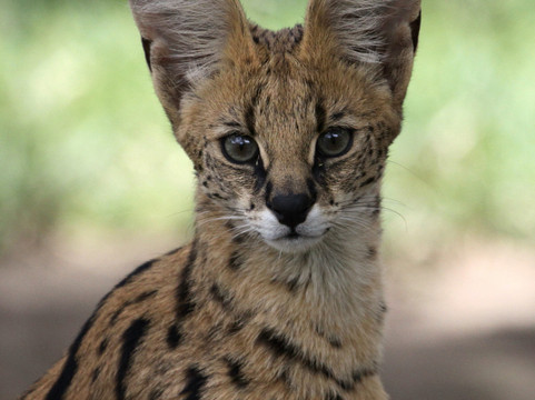 Hylton Langley Safaris-霍德斯普鲁特必去景点