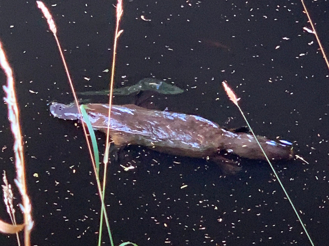 Cambridge House Bed & Breakfast主图