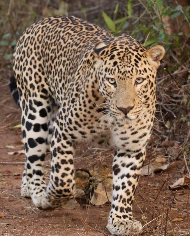 Umred Karhandla Wildlife Sanctuary景点图片