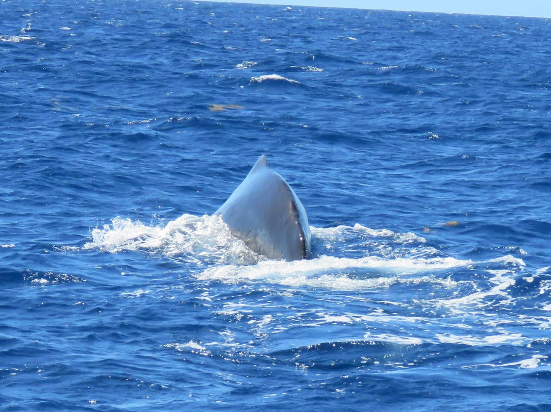 Anchorage Hotel Whale Watching景点图片