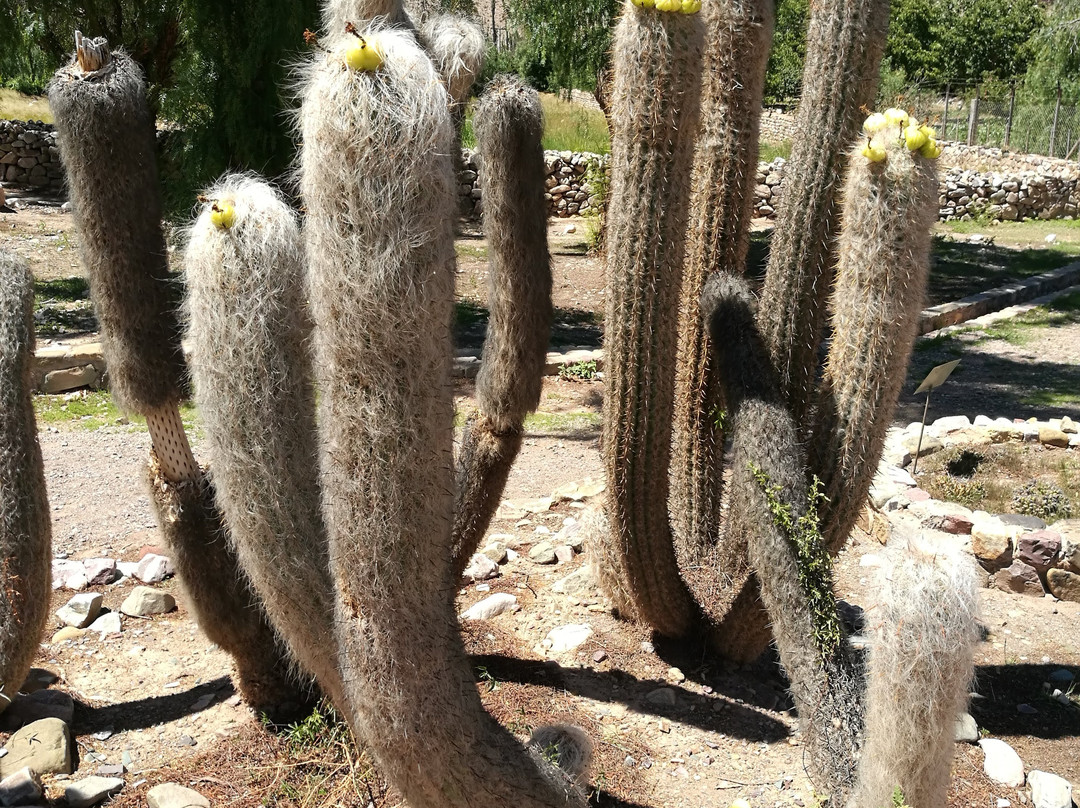 Jardin Botanico de Altura-蒂尔卡拉必去景点