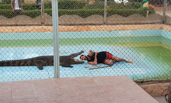 Crocodile Show-沙姆沙伊赫必去景点