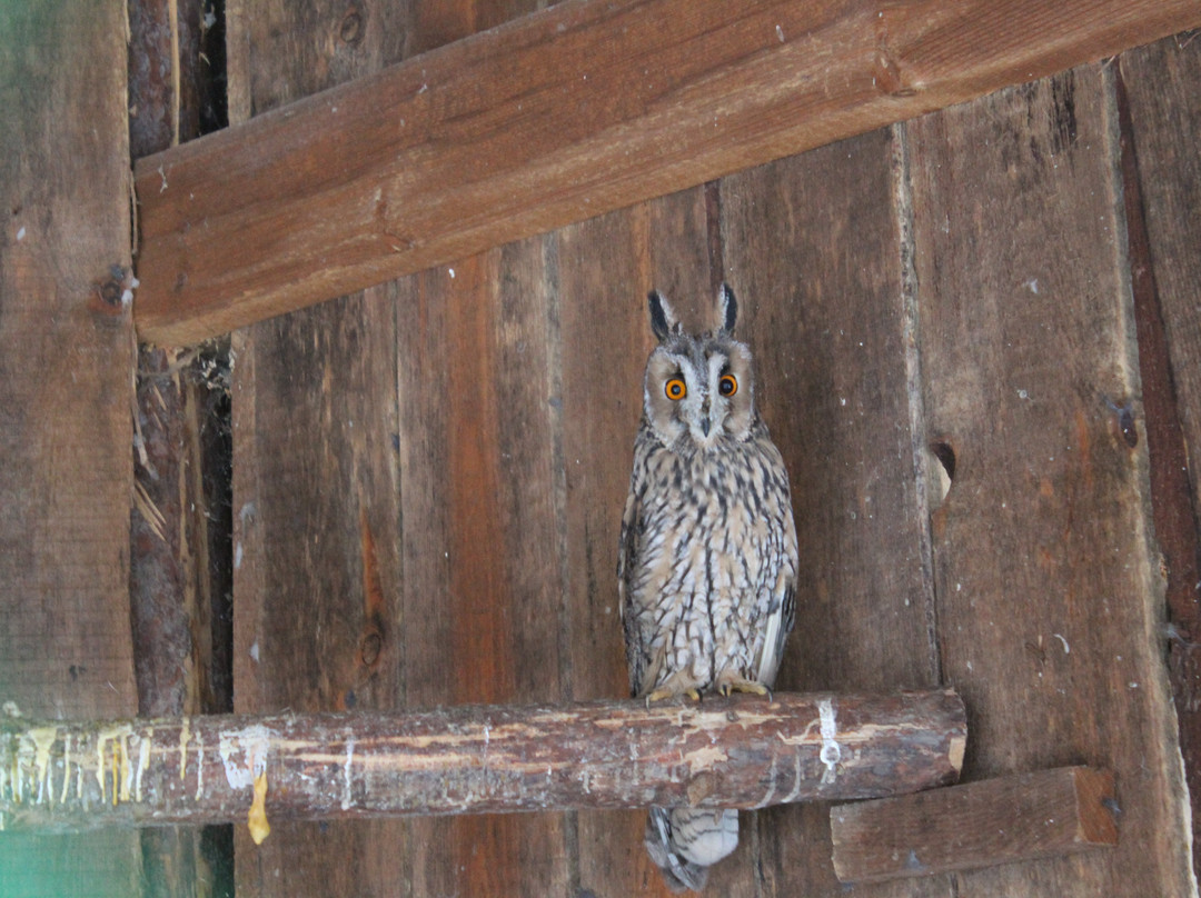 Monitoring And Rehabilitation Center For Predatory Birds Kholzan景点图片