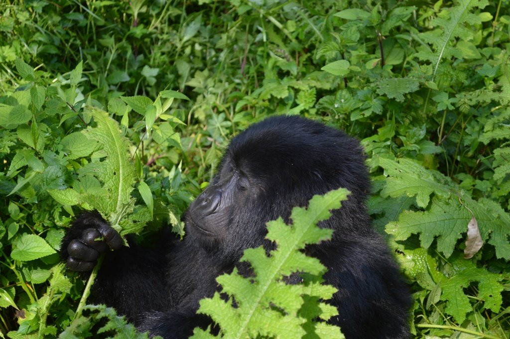 Kisoro Tours Uganda景点图片