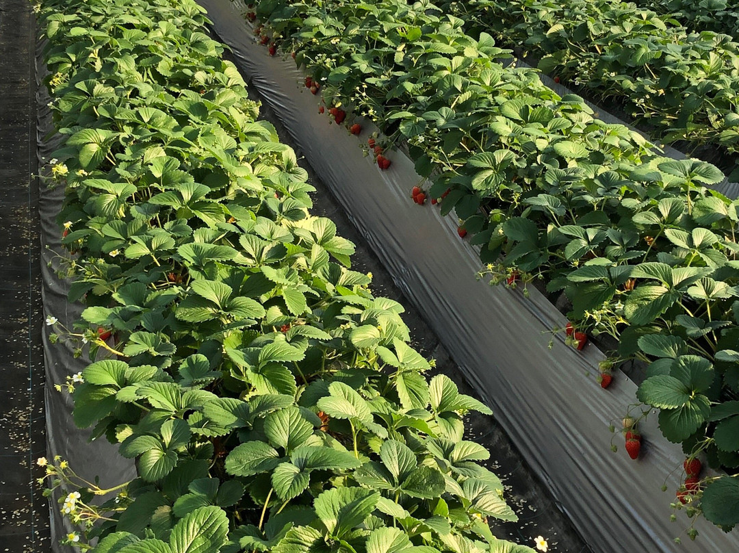 Kawatsura Strawberry Farm-山武市必去景点