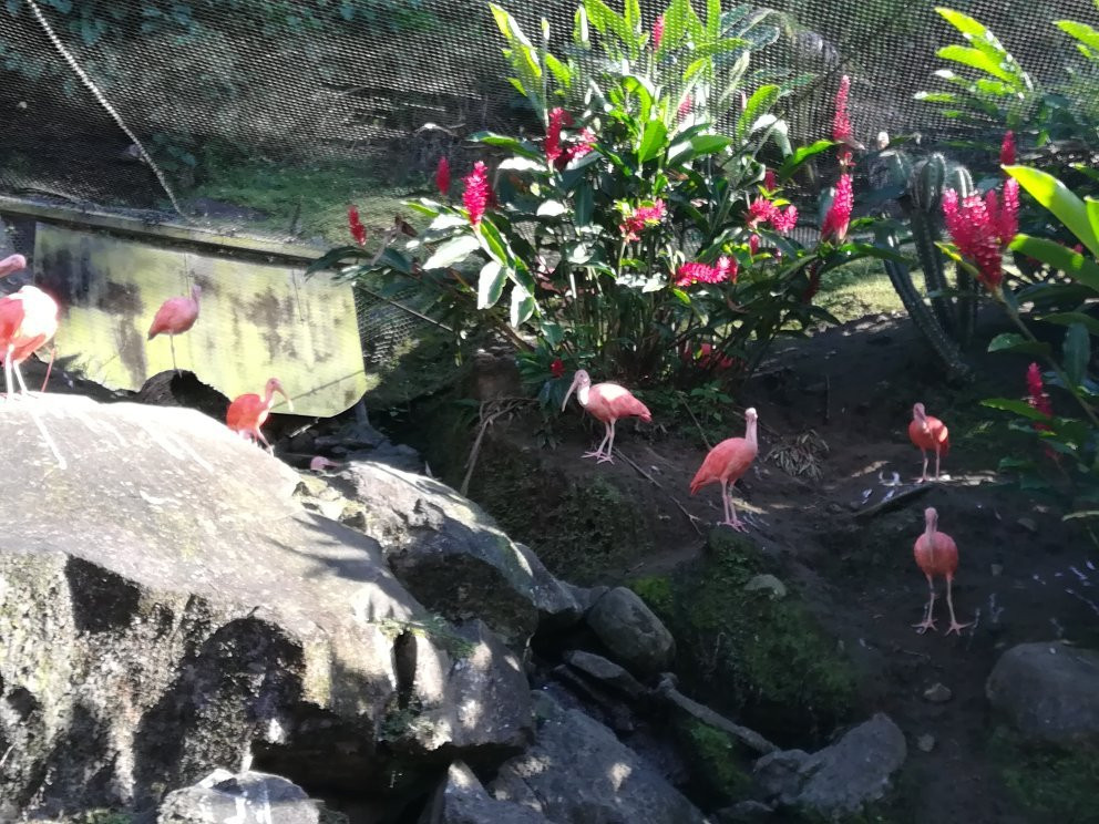 Zoo de Martinique景点图片