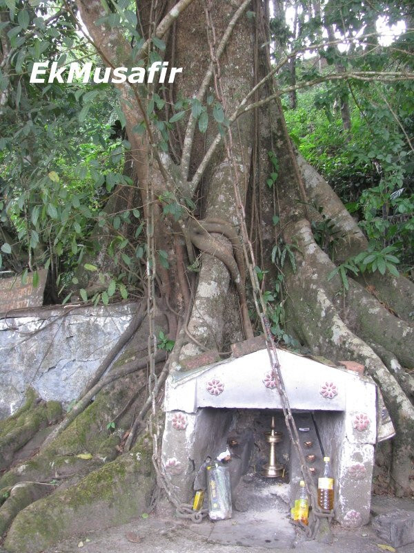 Chain Tree of Karinthandan-Vythiri必去景点