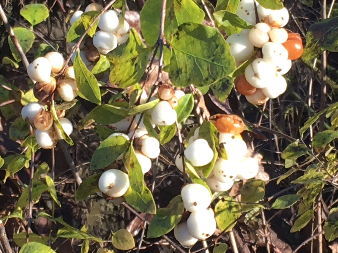 Blyth Park-博塞尔必去景点