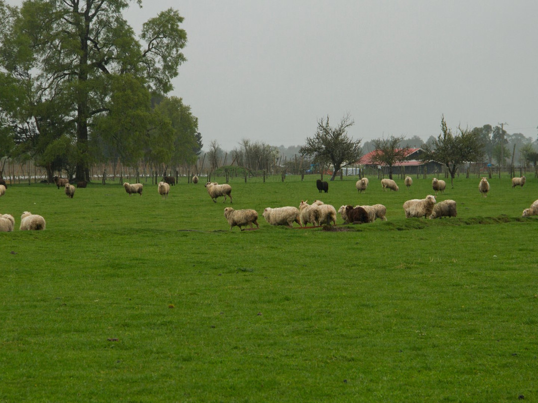 Quesos Chiriuco-Puerto Octay必去景点