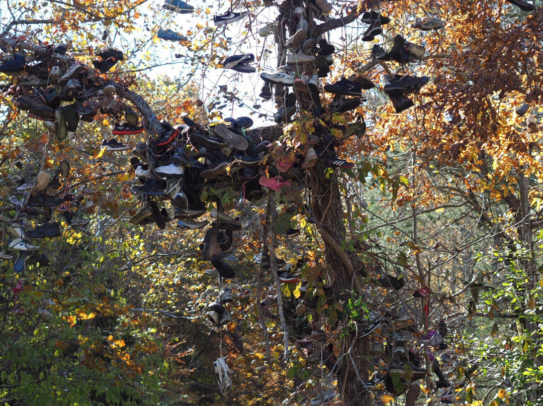 Shoe Tree-Alfalfa必去景点