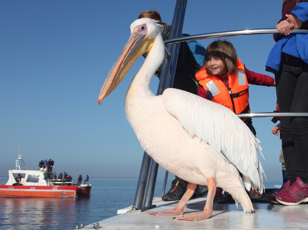 Mola Mola Safaris-华维斯湾必去景点