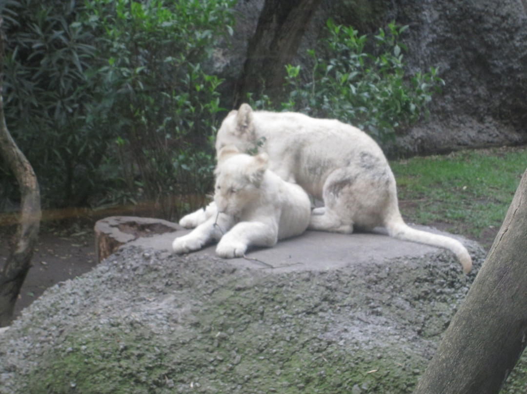 Zoologico de Altiplano景点图片