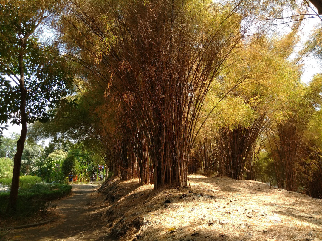 Hutan Bambu dan Taman Sakura Keputih Sukolilo-泗水必去景点