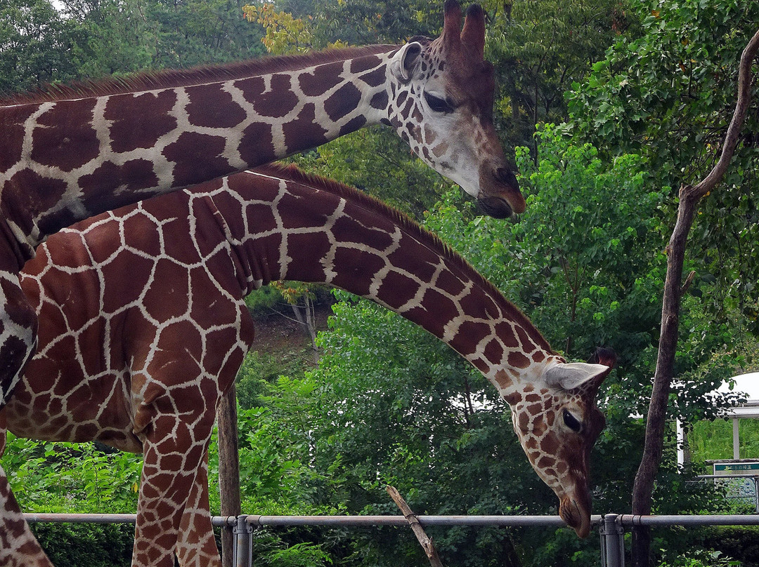 Saitama Children Zoo