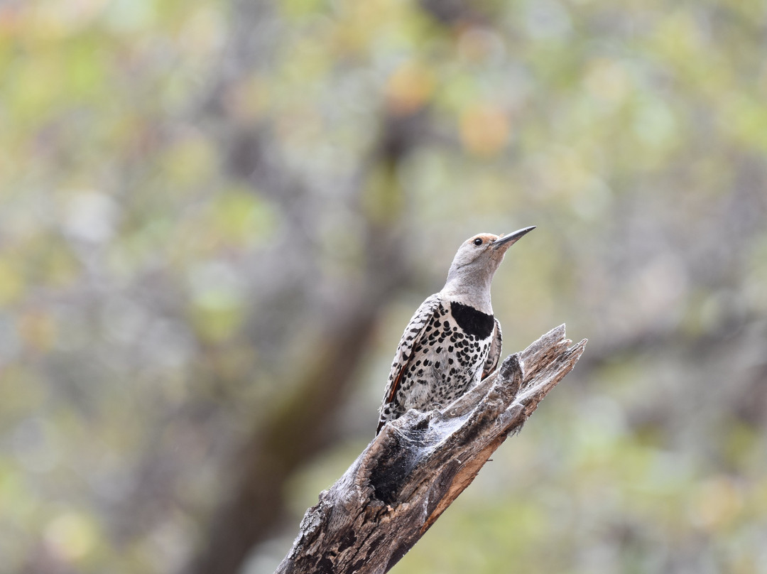 Cave Creek Canyon-Portal必去景点