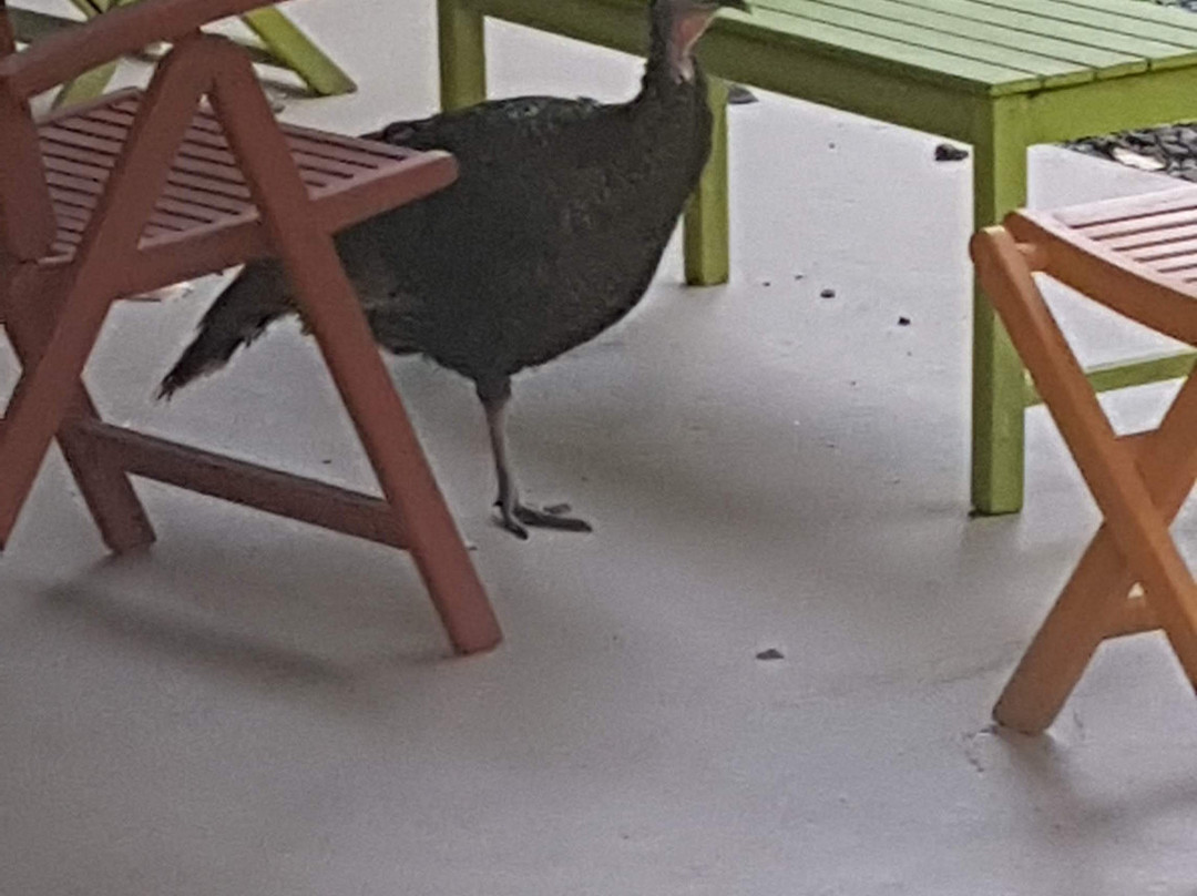 Windborne Bed and Breakfast主图