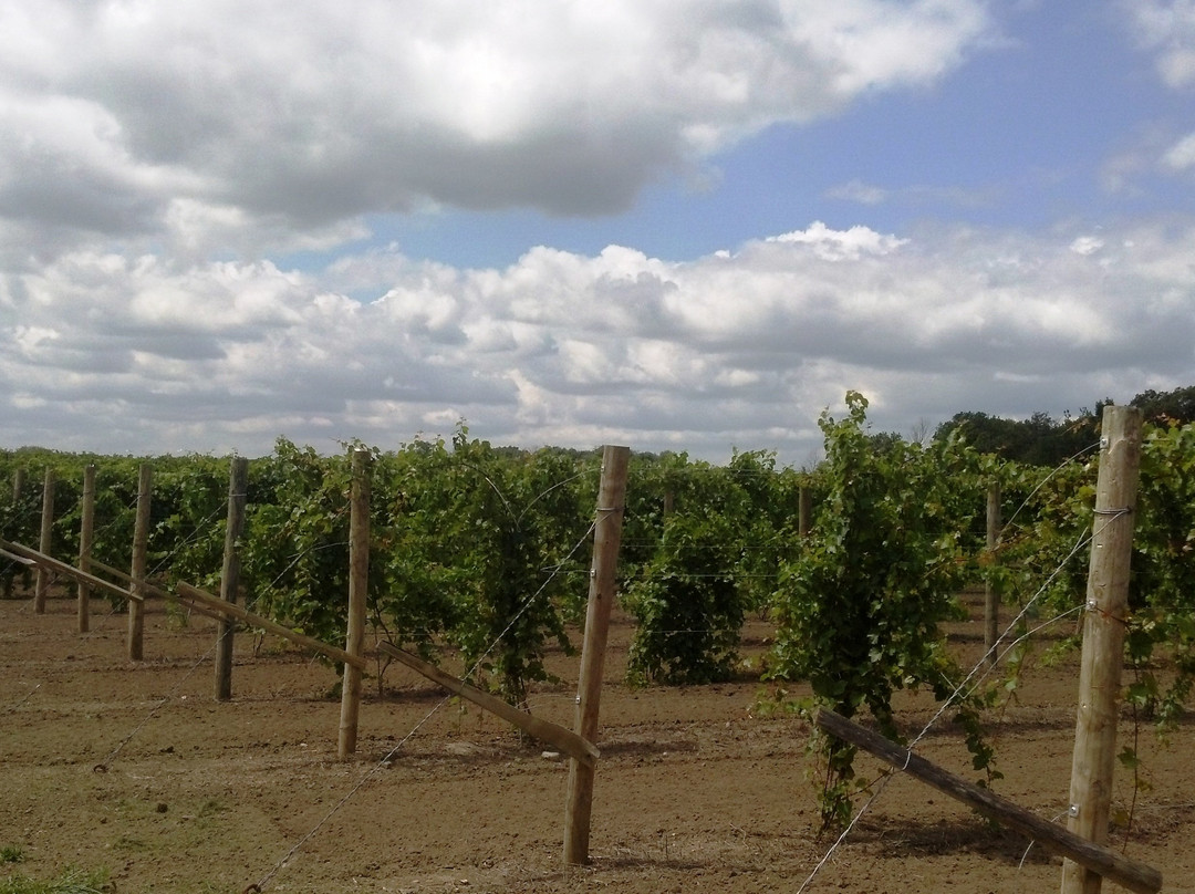 Stoney Ridge Winery-Bryan必去景点