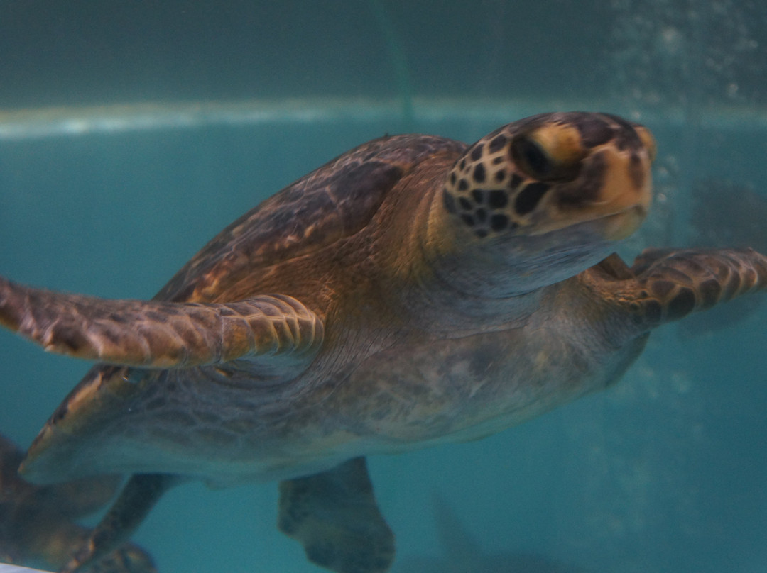 Muroto Haiko Aquarium-室户市必去景点