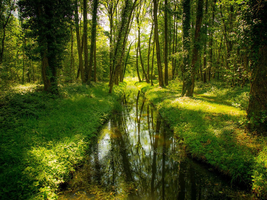 Réserve Naturelle des Grangettes景点图片