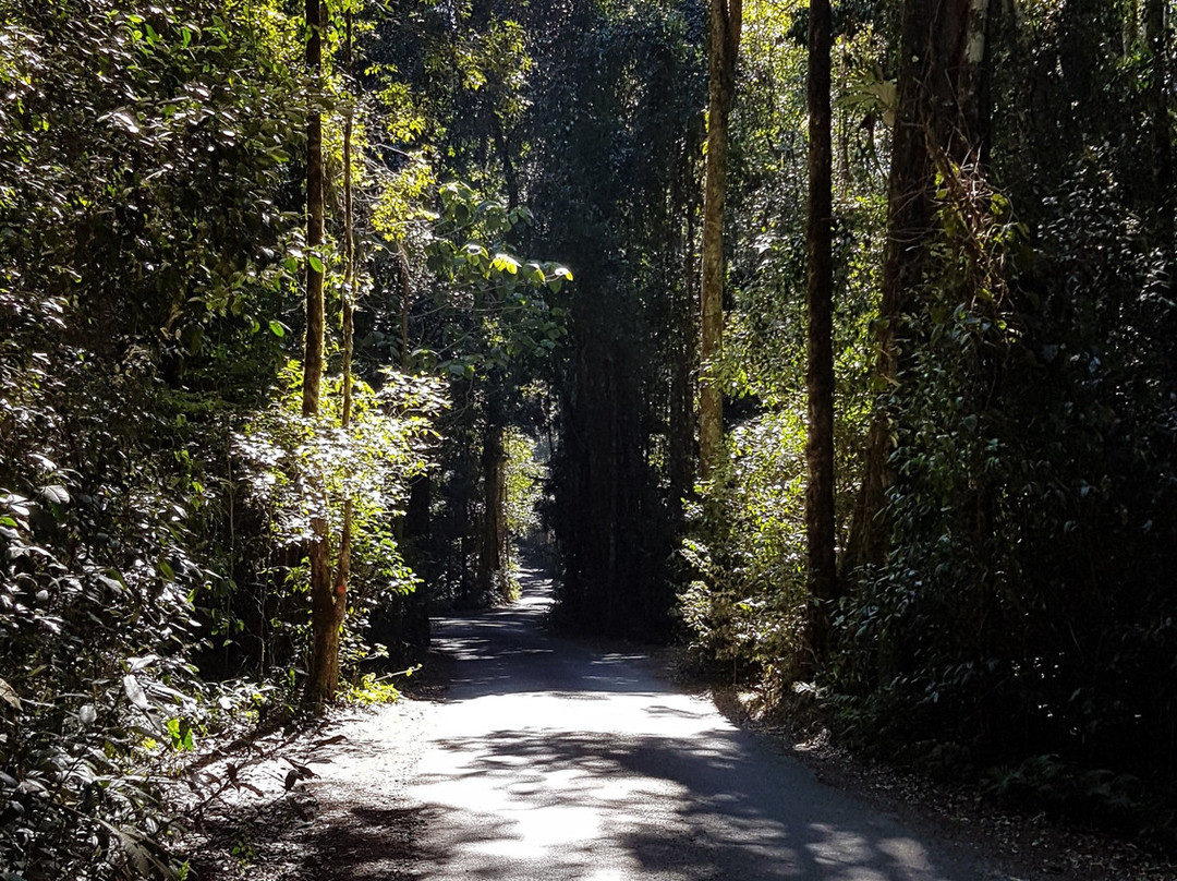 Kamarun Lookout-Scenic Rim必去景点