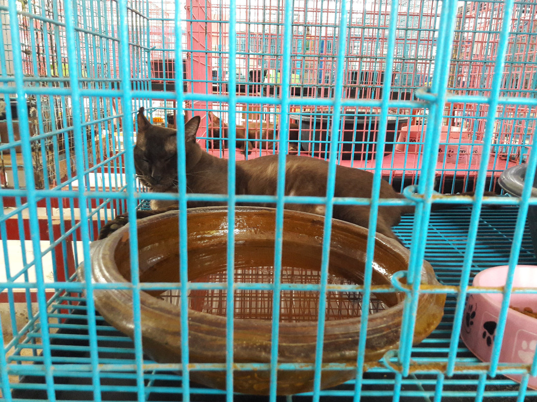 Thai Cat Center景点图片