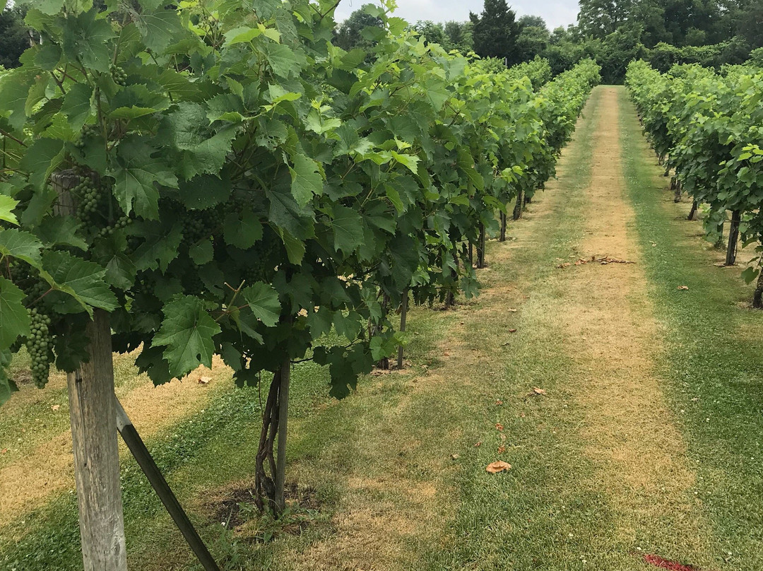 Valentino Vineyards-Long Grove必去景点