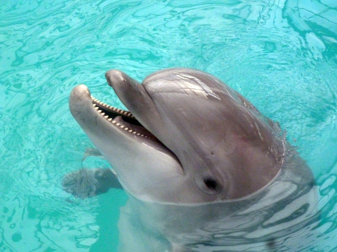 Dolphinarium-罗斯托夫必去景点