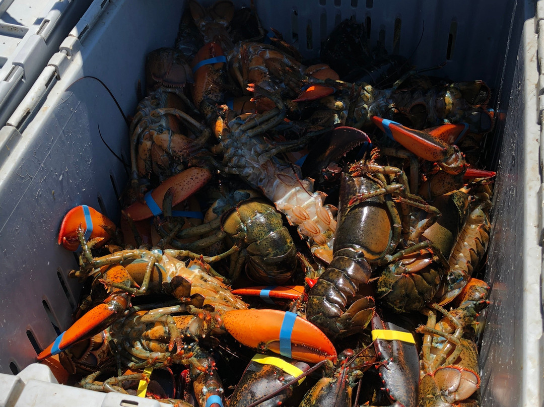 Stonington Lobster CO-OP景点图片