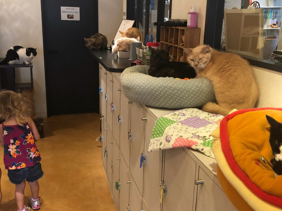 Cat Cafe Nyafe Melange-Ebisu必去景点
