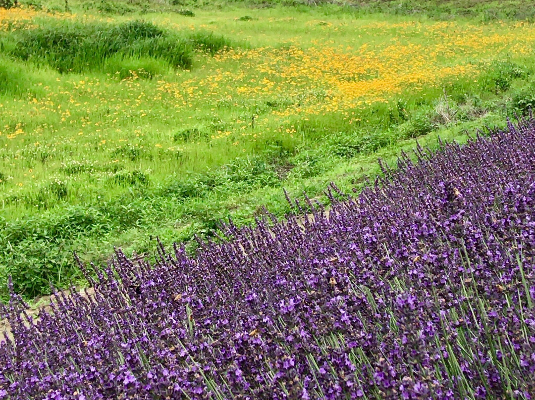 Lavender Tsutsumi景点图片