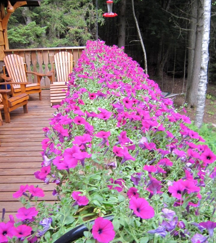 Welch Mountain Chalet Bed & Breakfast主图