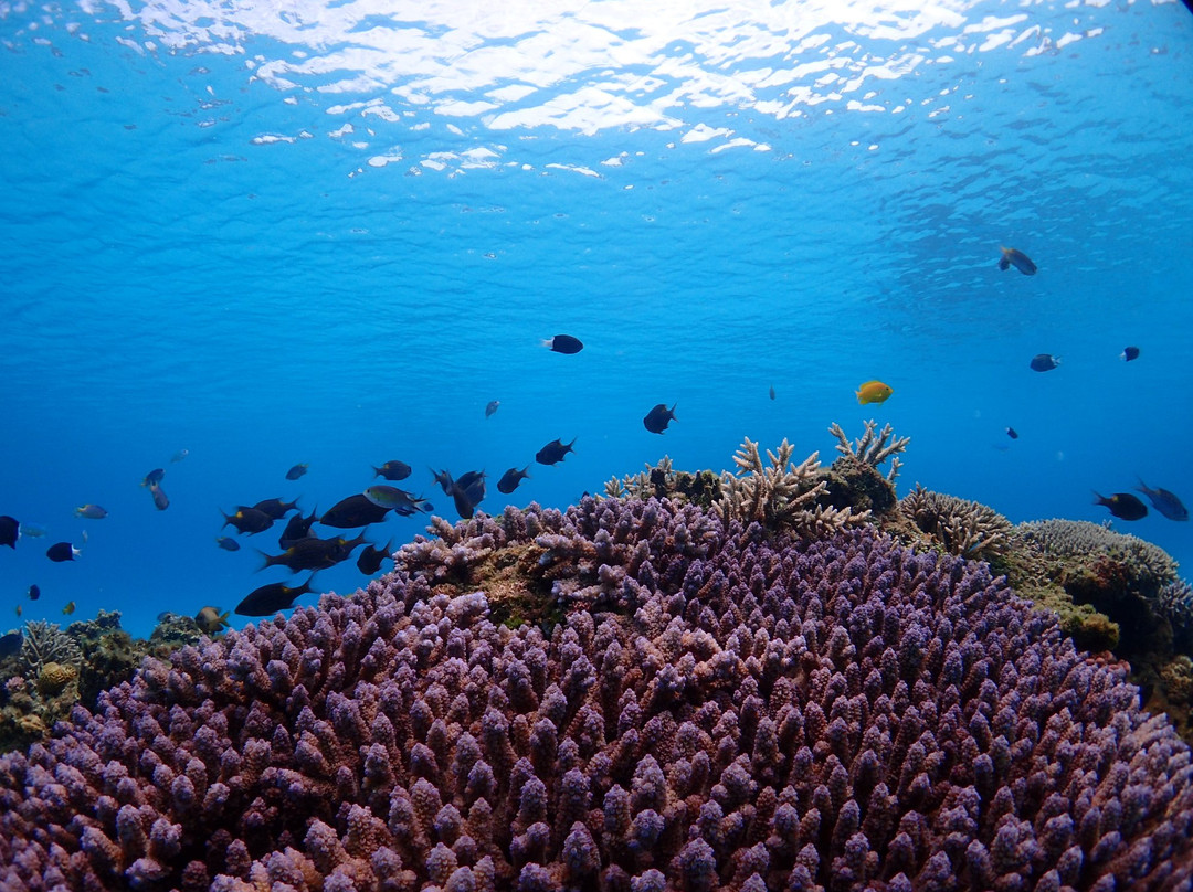 Reef Inn Kuniyoshi主图