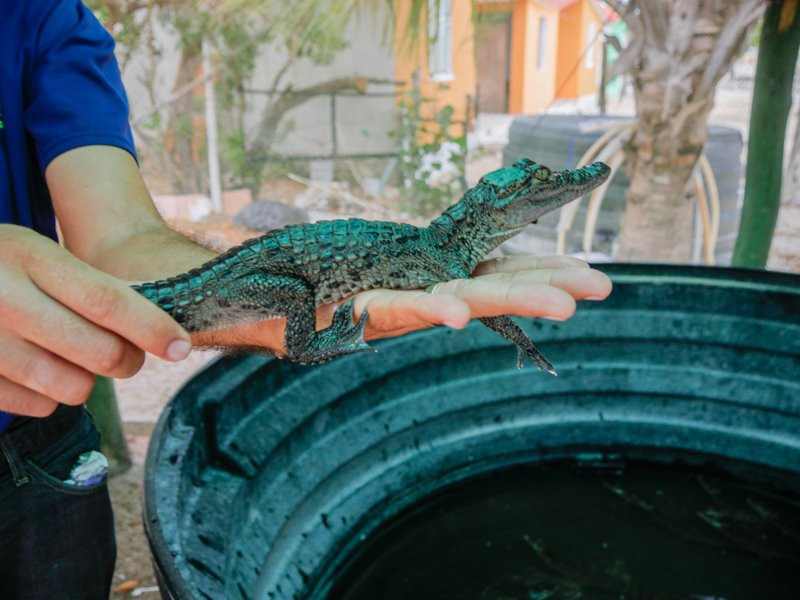 Wotoch Aayin (la Casa Del Cocodrilo)-Calkini必去景点