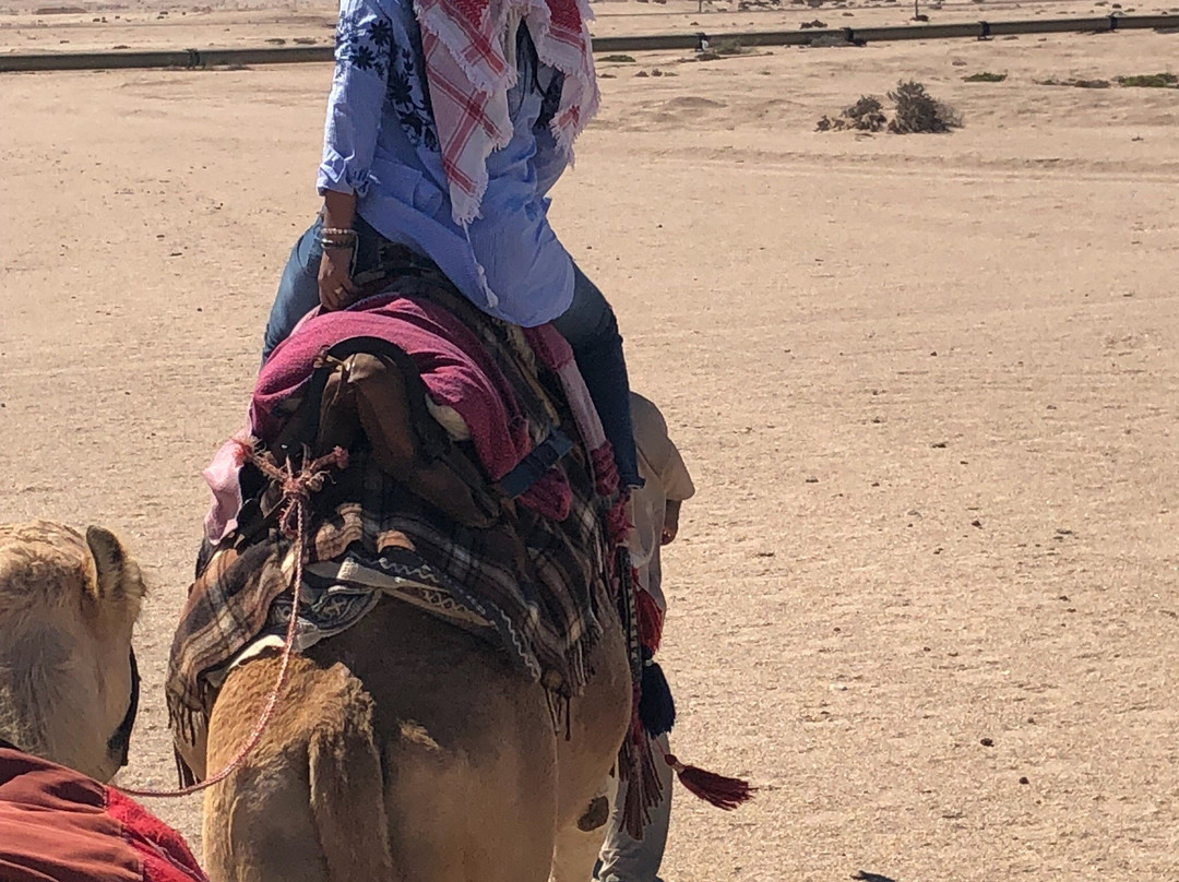 Swakopmund Camel Farm景点图片