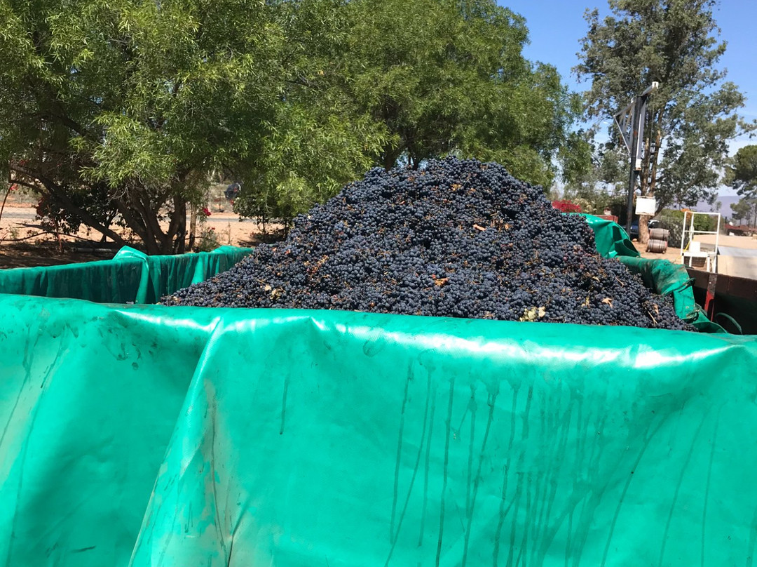 Calitzdorp Cellar-Calitzdorp必去景点